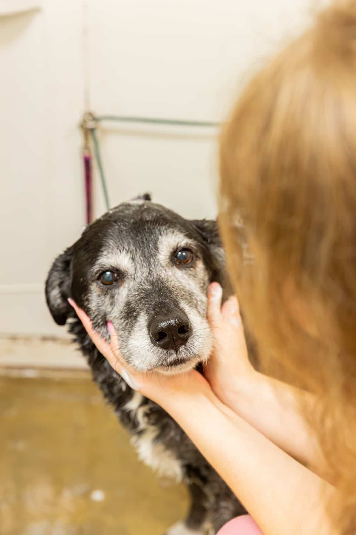 Senior Pet Care