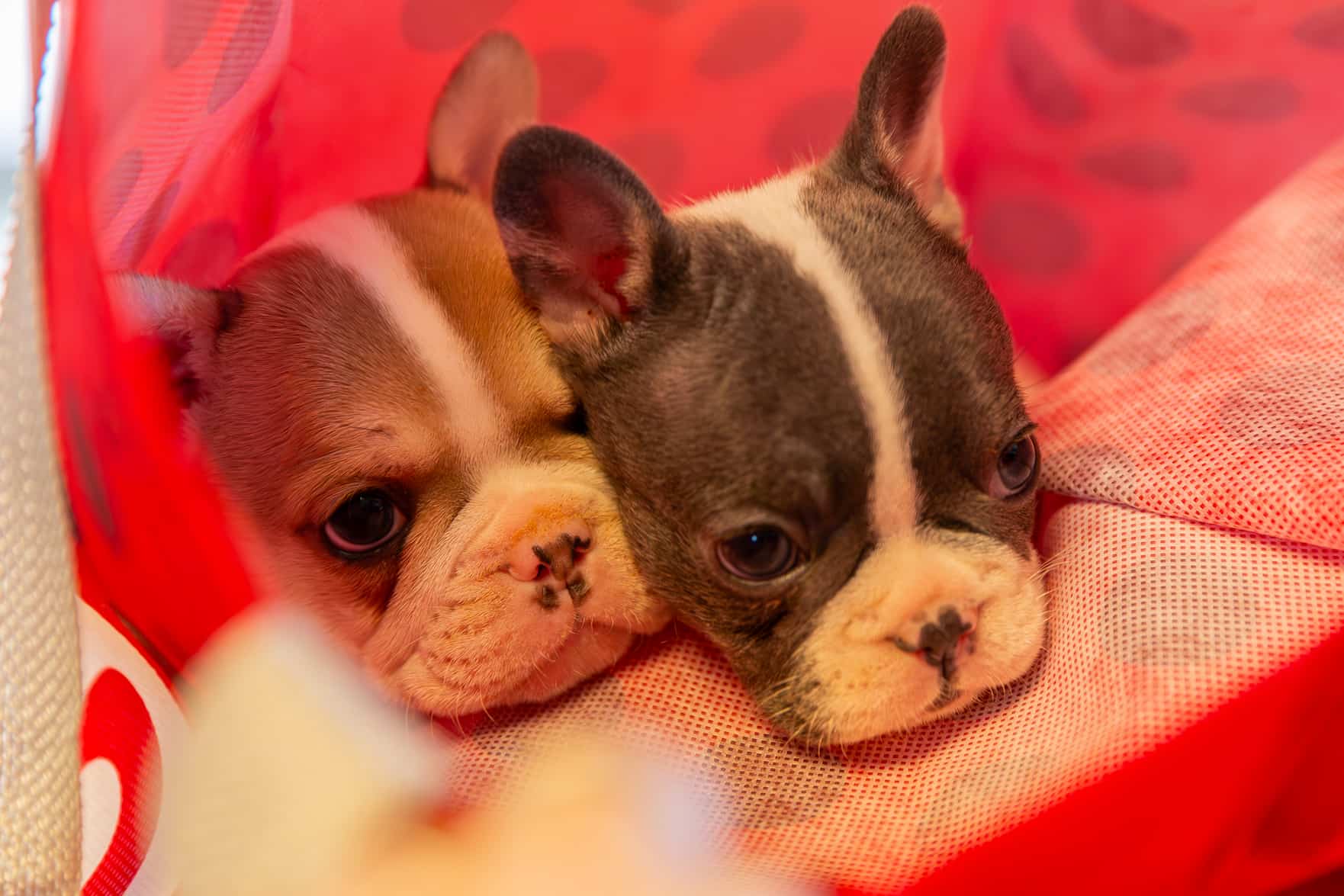 Fertility and Reproductive Health